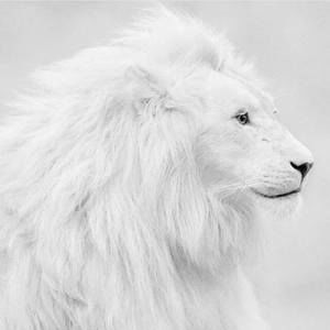 Meet your Posher, Rich